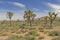 Joshua Trees on the Desert Plains