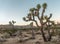 Joshua Trees at Dusk