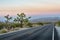 Joshua Trees at Dusk alongside a paved road