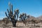 Joshua Trees after the fire