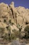 Joshua Trees in front of rock formations