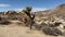 Joshua trees in the Joshua Tree National Park, California