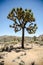 Joshua Trees in Joshua Tree National Park in Southern California on a sunny summer day in the Mojave desert