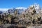 Joshua Trees in Red Rock Canyon after a winter storm