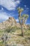 Joshua Trees and Rock Formations - Joshua Tree National Park, Ca