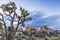 Joshua Trees and Rock Formations - Joshua Tree National Park, Ca