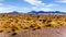 Joshua Trees in the semi desert landscape along the Great Basin Highway, Nevada SR 95