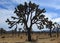 Joshua Trees Silhouetted Against a Beautiful Sky at Joshua Tree National Park in California