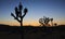 Joshua Trees silhoutted against sky