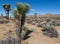 Joshua trees surviving the desert heat