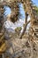 Joshua trees thriving in open grassland at Joshua Tree National Park California