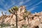 Joshua trees or tree yuccas against giant rocks at Joshua Tree National Park