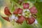 Jostabarry flower (Ribes nidigrolaria