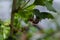 Jostabarry flower Ribes nidigrolaria or josta, hybrid of black currants and gooseberries