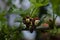 Jostabarry flower Ribes nidigrolaria or josta, hybrid of black currants and gooseberries