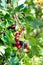The jostaberry on fruit bush