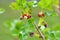 Jostaberry Ribes nidigrolaria flower in springtime