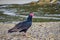 Jote bird in Puerto Cisne, Carretera austral in Chile