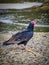 Jote bird in Puerto Cisne, Carretera austral in Chile