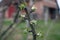 Joung apple tree in spring