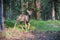 Joung deer in the forest of the Jasper National Park