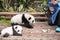 Journalist filming baby pandas first public display in Chengdu Research Base of Giant Panda Breeding.