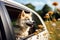 The journey with an Akita Inu companion by car is a fun and heartwarming summer adventure