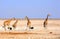 Journey of Giraffe on the African Savannah with two male ostrich in the background