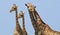 Journey of giraffe heads with a vivid blue background