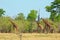 Journey of Giraffe walking on the plains with a natural bushveld background in south luangwa national park, zambia