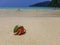 The journey of Hermit Crab.