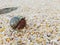 The journey of Hermit Crab.