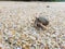 The journey of Hermit Crab.