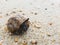 The journey of Hermit Crab.