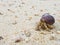 The journey of Hermit Crab.