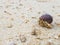 The journey of Hermit Crab.