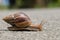 The journey of snail in the nature background.