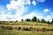 Journey to the north of Russia. Haymaking.