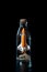 Journey to the Stars: Space Shuttle Embarked on a Cosmic Adventure, Encased in a Bottle Against a Black Background. created with