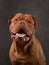 A jovial Dogue de Bordeaux in a studio, its smile wide. Wrinkles and warm eyes convey a friendly demeanor