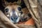 jovial kangaroo peeking out of its mother's pouch, with a mischievous grin