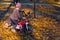 Joy child with a pink bike in the autumn park and bright colorful foliage