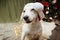 Joy puppy dog celebrating christmas wearing a santa claus hat