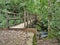 Joyce Kilmer Memorial Forest Wooden Foot Bridge