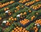 Joyful Asian Farmers Harvesting Fresh Oranges: Experience the Vibrancy of Citrus Harvesting