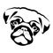 Joyful black pug head silhouette. Kind outline of domestic dog with cute muzzle