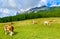Joyful bull in a valley of Italian Dolomites mountains