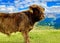 Joyful bull in a valley of Italian Dolomites mountains