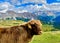 Joyful bull in a valley of Italian Dolomites mountains