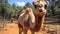 Joyful Camel In Brazilian Zoo A Close-up Of Harpia Harpyja Species